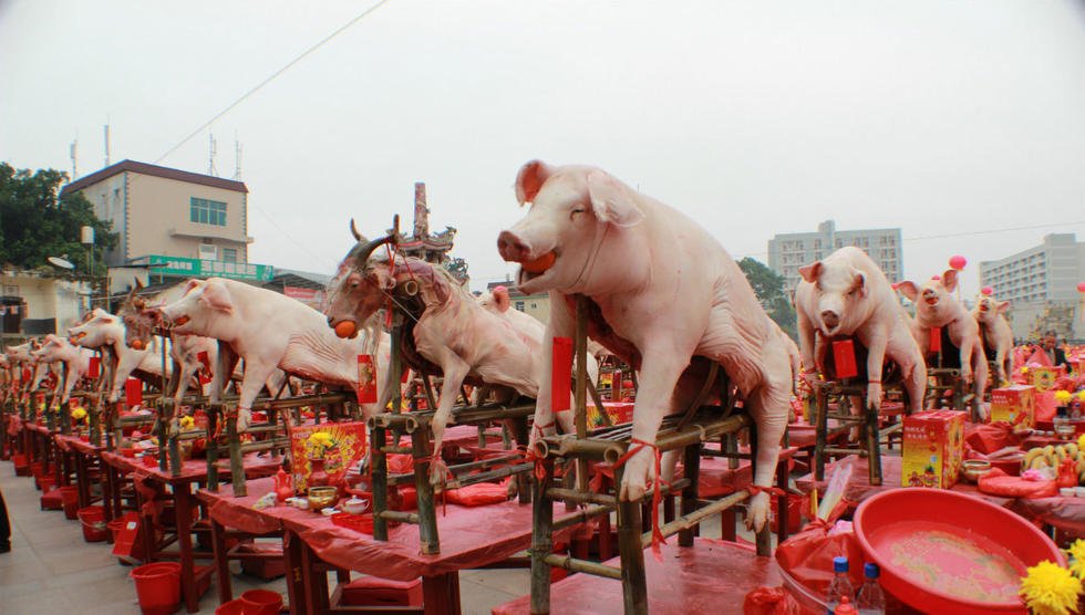 农村猪羊祭流程图片