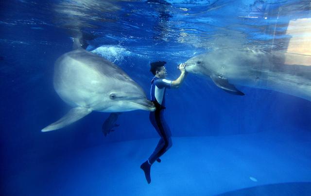 90 海豚饲养员：想让海豚帮自己求婚