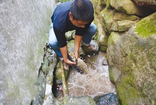 绍兴现32岁草鱼长70多厘米 一般只能活7至8年