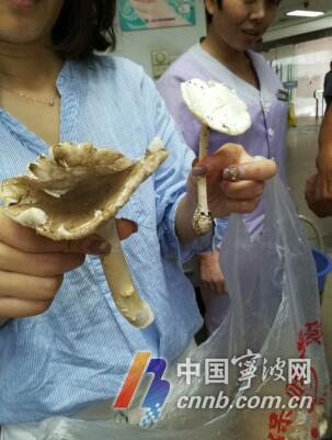 宁波一女子游玩时采得野蘑菇 没想吃出了肾衰竭
