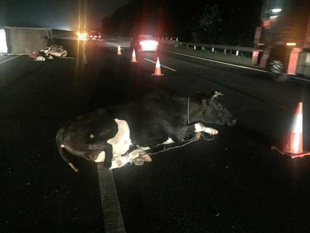 杭甬高速昨晚牛翻了！是真的“牛”！翻！了！