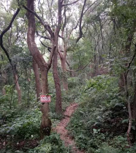 杭州馒头山发现一具男性尸体 被发现时倒挂树上