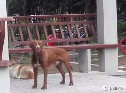 台州某校园内出现2只凶猛比特犬 警方开枪
