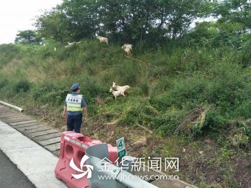 杭金衢高速上来一群不速之客 村民在护坡上放羊