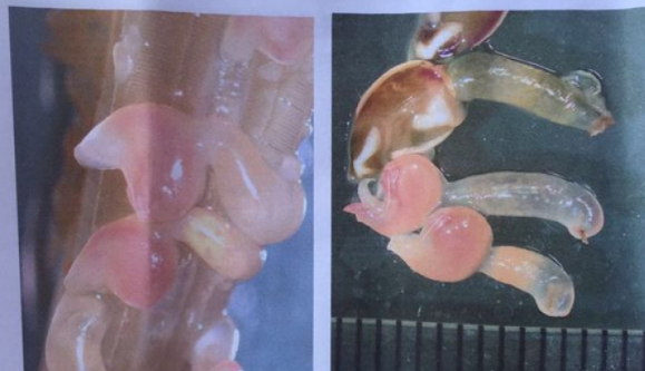 蟹鳃上的粉色虫子吓煞食客 专家：是海洋附生生物