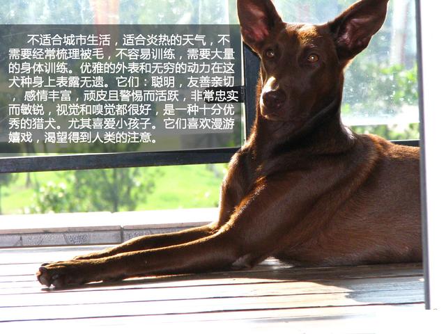 萌勿舔屏:犬中贵族法老王猎犬