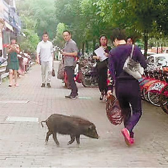 杭州城西有只小黑猪在逛街 原来是偷溜出来的