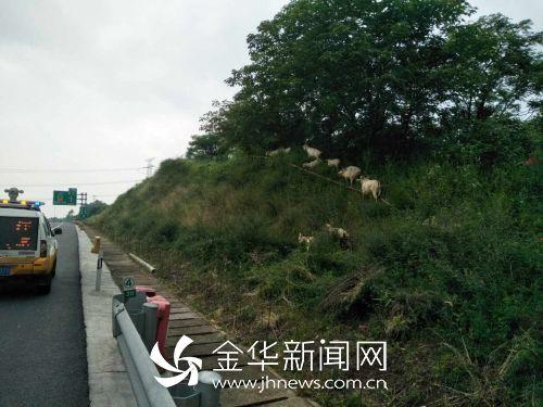 杭金衢高速上来一群不速之客 村民在护坡上放羊