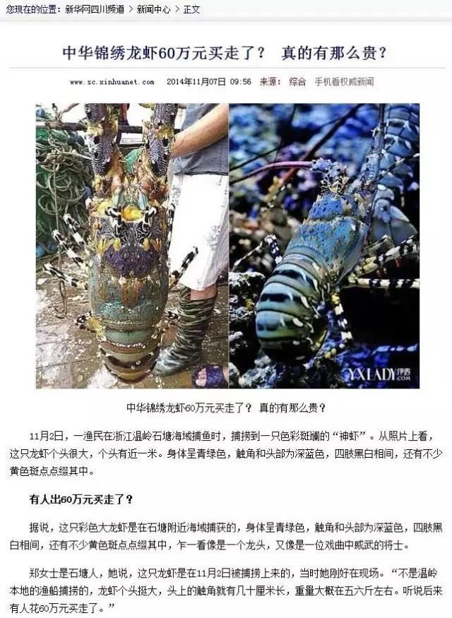 温州渔民捕获一只“神虾” 曾有人出价60万