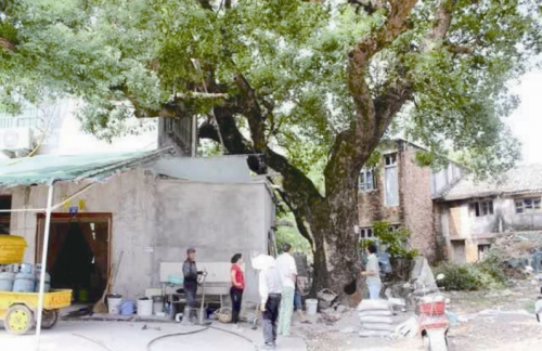 赞！温州村民拆自家房屋一角 给百年古树让空间