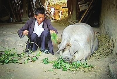 老汉养千斤巨猪当宠物 身长2米每餐吃7筐菜
