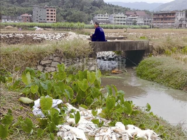 温州一养殖场2000多只鸭离奇死亡 疑为谷物中毒