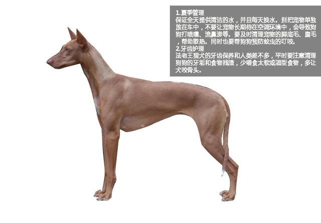 萌勿舔屏:犬中贵族法老王猎犬