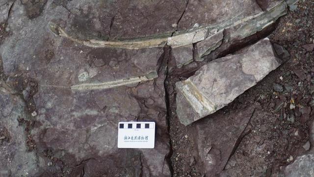 磐安村民挖出一亿年前恐龙化石 专家初步确认