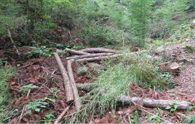 杭州一山林千株大树被偷砍光 嫌疑人竟是村主任