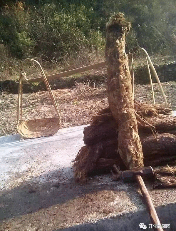 衢州村民挖出单株100多斤野生葛根 实属难得一见