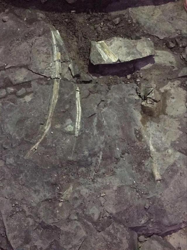 磐安村民挖出一亿年前恐龙化石 专家初步确认