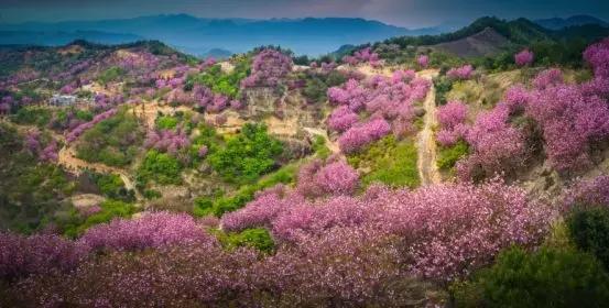 座落在菩堤峰腳下,面朝省級森林公園羅坑山,種植的櫻花有