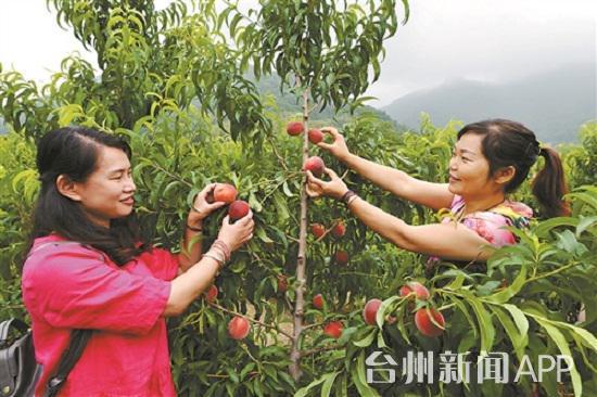 台州有种“踩不坏”的桃子 你吃过吗？