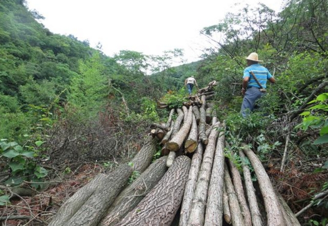 杭州一山林千株大树被偷砍光 嫌疑人竟是村主任