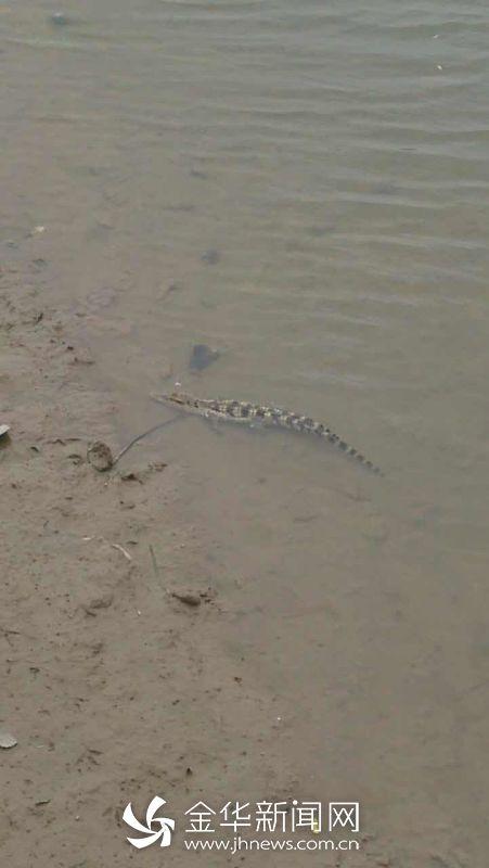 金华有人在江边发现鳄鱼 它不是本地物种