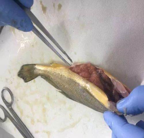 海鱼中检测到异尖线虫 爱吃生鱼片的人容易中招