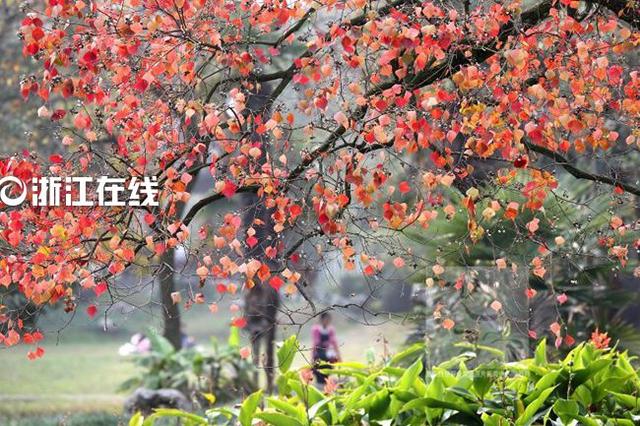 杭城明早气温跌到7℃ 双11到货的秋装派上用场