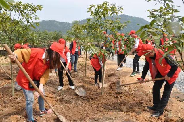 衢州市柯城全力打造的“一村万树”植树计划