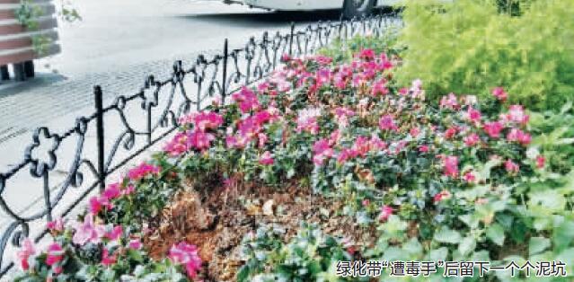绍兴城市广场上“采花大盗”频出没 被监控曝光