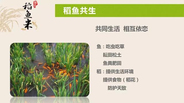 青田稻鱼米和杨梅走进杭城 48颗杨梅拍到3万多元